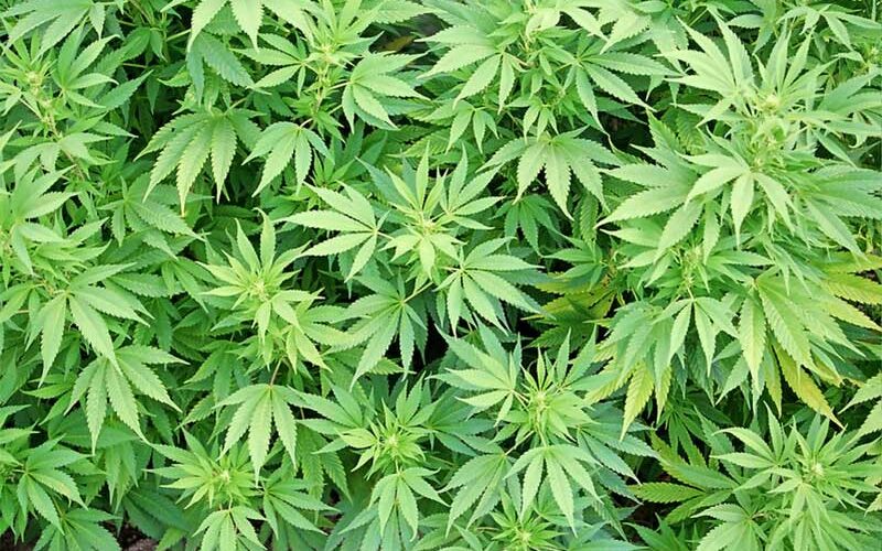Malawi ready to produce cannabis for industrial and medicinal use