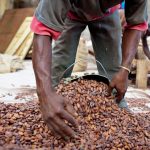 Nigerian cocoa output to fall in 2021/22 due to weather risk - association