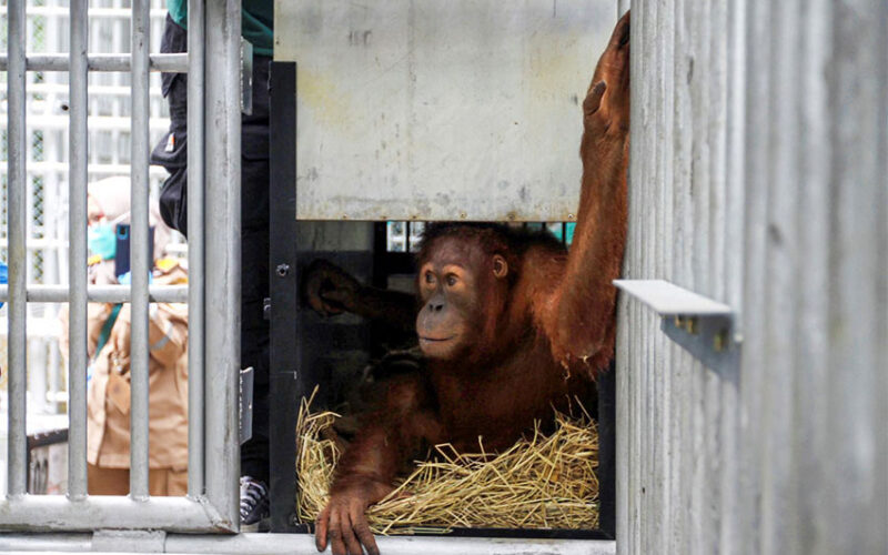 Smuggled orangutans start new life after repatriation to Indonesia