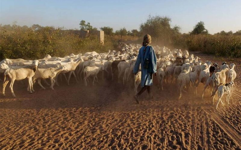 Rains give West African herders brief respite amid growing heat