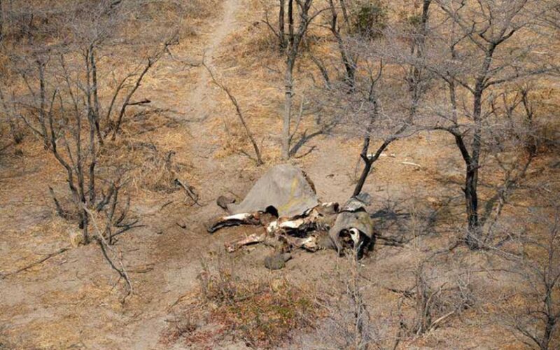 Botswana investigates 11 new elephant deaths