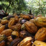 Cocoa-farmer-Ivory-Coast