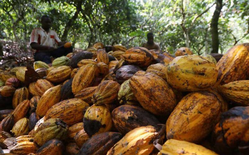 Ivory Coast cocoa exporters curb exposure and inventories amid glut