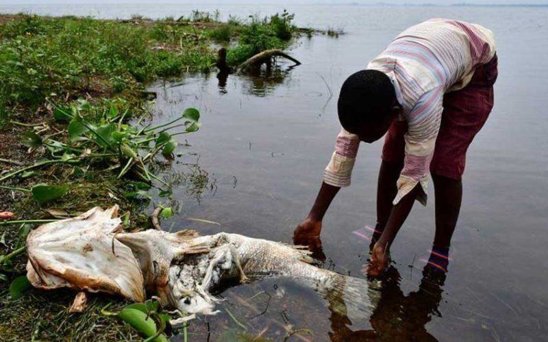 Ugandans baffled by dead perch on Lake Victoria shore