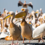 Hundreds of pelicans found dead in Senegal World Heritage site