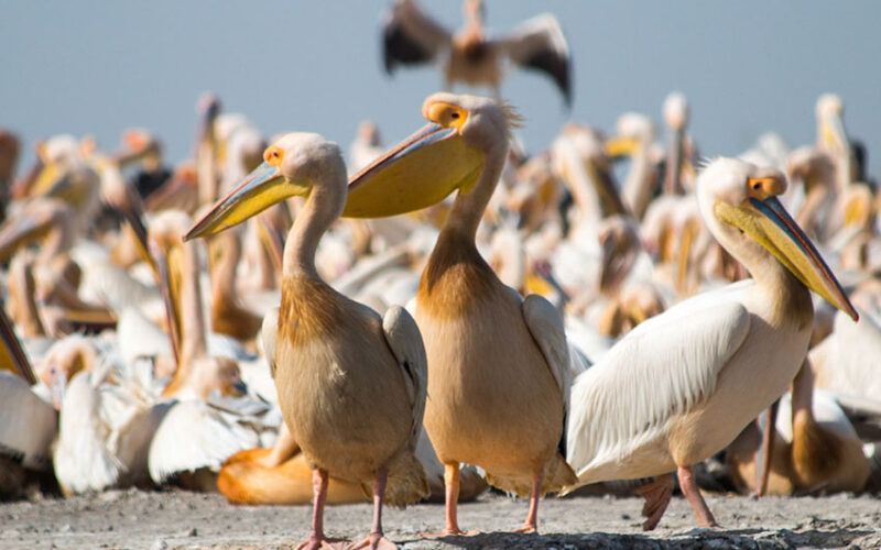 Hundreds of pelicans found dead in Senegal World Heritage site