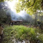 Satellite alerts seen helping fight deforestation in Africa