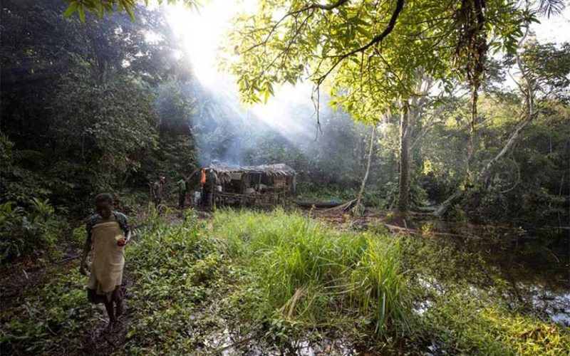 Satellite alerts seen helping fight deforestation in Africa