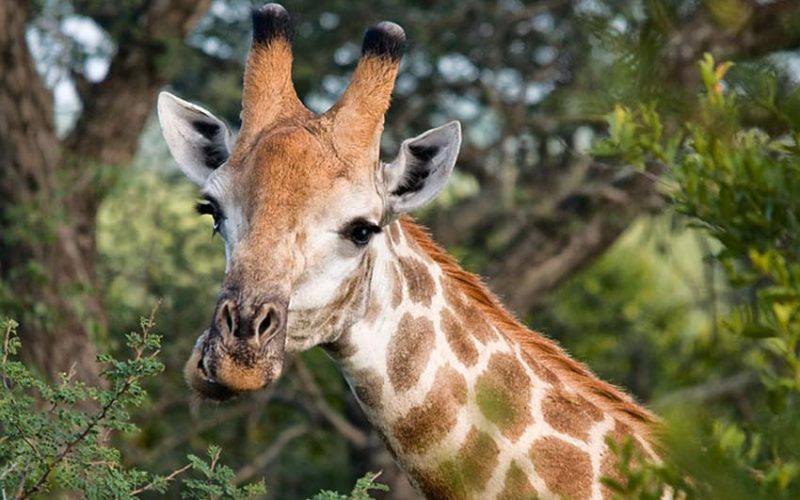 Dwarf giraffes discovered in Namibia, Uganda