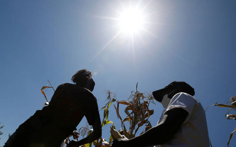 African Development Bank backs young ‘agripreneurs’ to beat climate change