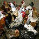 Ghana deals with avian flu outbreak