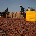 Cocoa producers Ivory Coast, Ghana, others should join forces to control supplies
