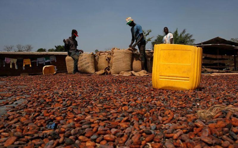 Ivory coast boosts local firms’ share in cocoa exports