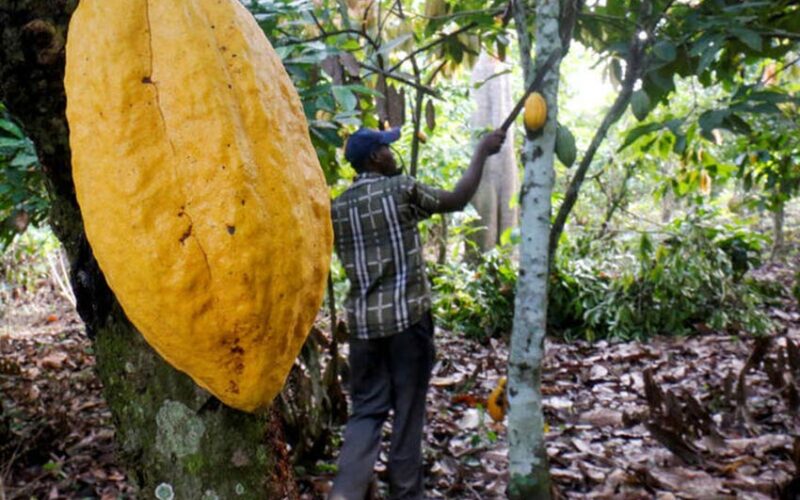 EU envisages 1 bln euros aid to Ivory Coast to meet sustainable cocoa laws
