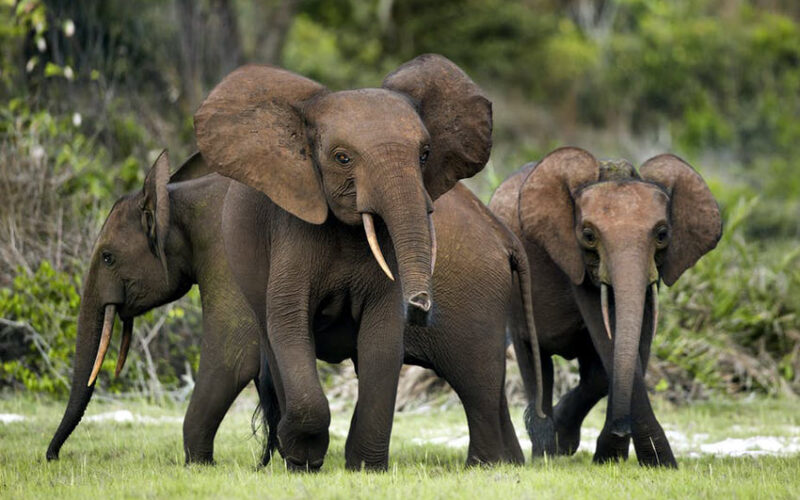 Fruit famine is causing elephants to go hungry in Gabon
