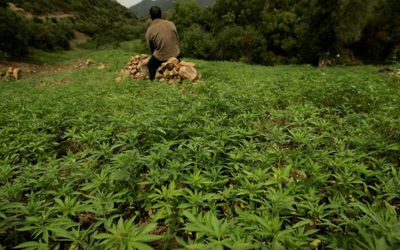 Morocco’s bill to legalise cannabis divides growers