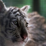 Two white tiger cubs in Pakistan likely died of COVID