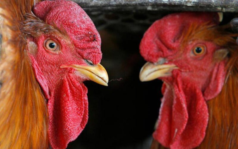 Algeria reports H5N8 bird flu