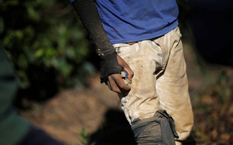 Tobacco exporter faces slavery charges in landmark Brazil case