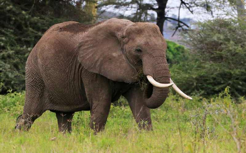 Elephants or avocados: a Kenyan dilemma