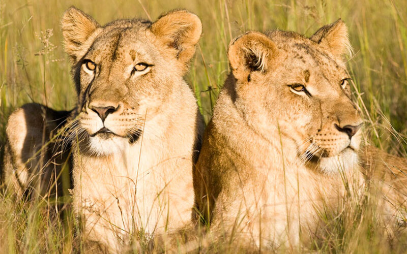 Four arrested in Uganda for killing lions