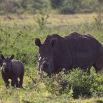 Rhinos graze in the Pongola Nature Reserve