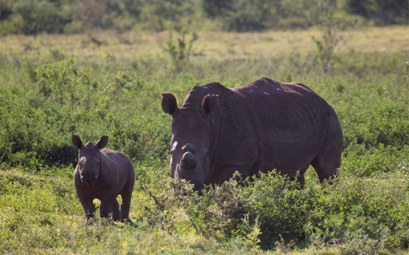 Rhino poachers are back in South Africa