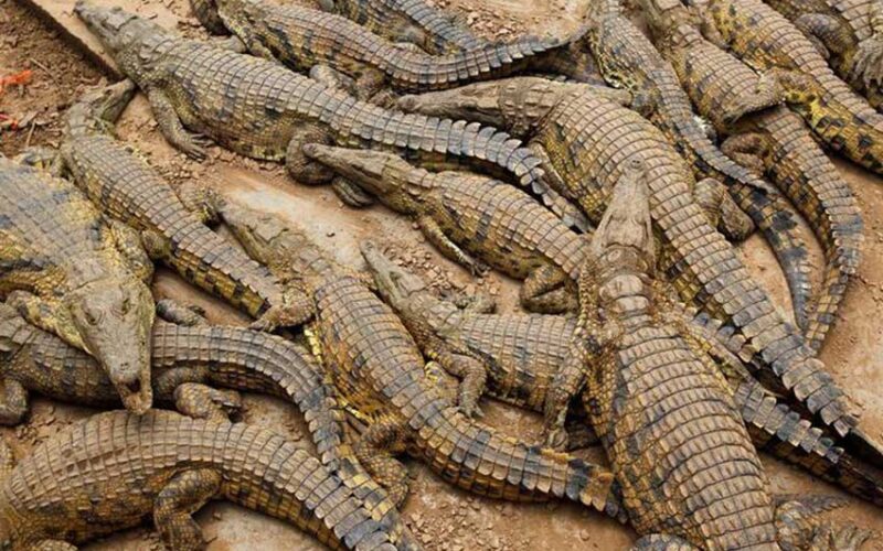 Hunt for young fugitive crocodiles
