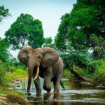 African-forest-elephant