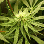 EU allows Lesotho export cannabis