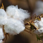 Cotton-Farming