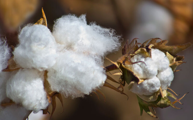 France pledges investment to boost sustainable cotton in Ivory Coast