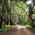 Giant-trees-Rainforest