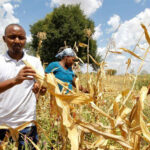 Kenyan insurer Pula offers lifeline to African farmers hit by climate change