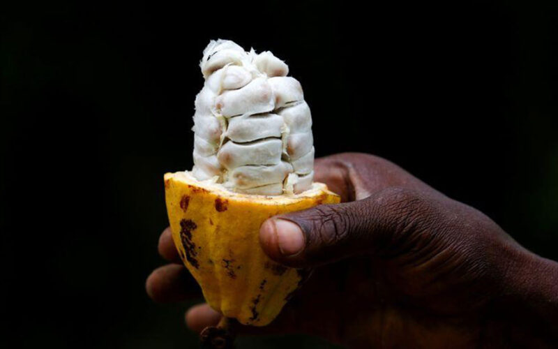Ivory Coast to boost local firms’ share in cocoa exports