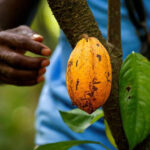 A-farmer-prepares-to-collect-a-cocoa-pod