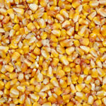 Corn-kernels