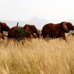 FILE PHOTO: Elephants are seen at the Tsavo West national park in Kenya