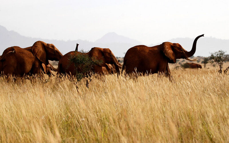 Kenya starts its first national wildlife census