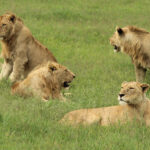 Lion-Pride-Lara-Galante-flickr
