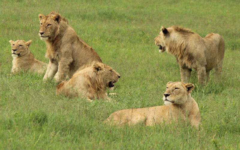 SA to clamp down on captive lion breeding