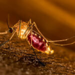 Mosquito-Malaria-infections
