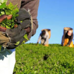 Tea-farming-Kenya