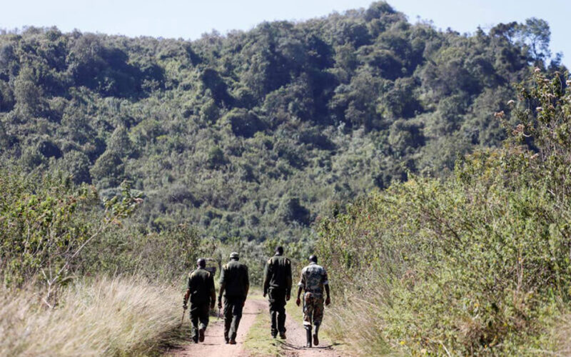 Forest rangers struggle to prevent poaching amid lockdowns
