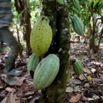 Police rescue 68 children working on cocoa farms