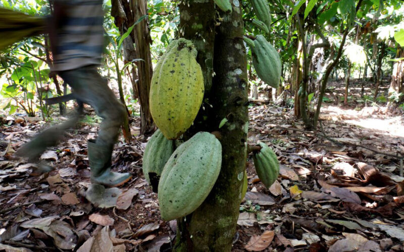 Police rescue 68 children working on cocoa farms