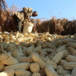 Zimbabwe bans maize imports, expects big harvest