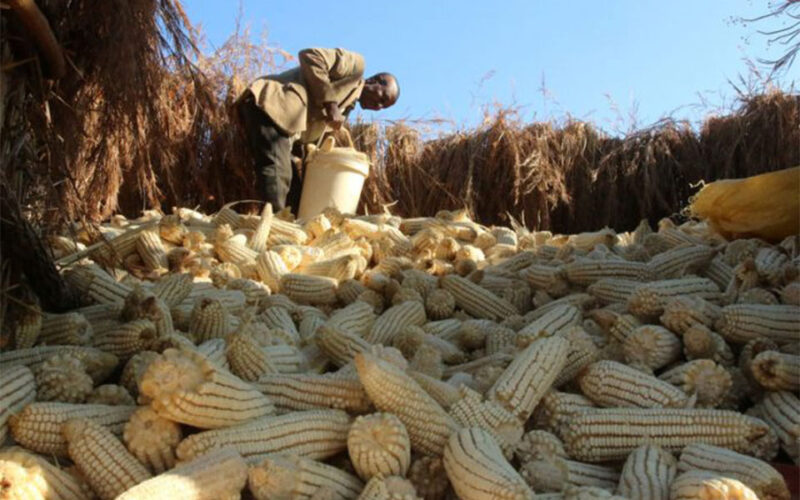 Zimbabwe bans maize imports, expects big harvest