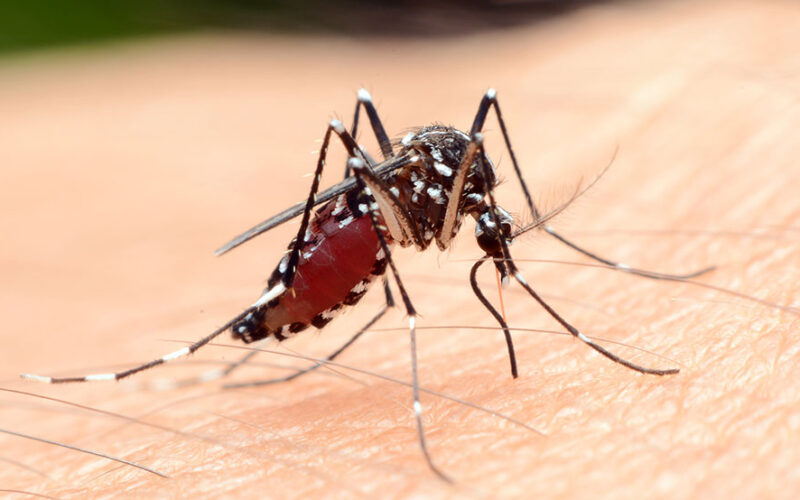 We’re a step closer to figuring out why mosquitoes bite some people and not others