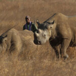 ranger-walks-behind-a-pair-of-black-rhinoceros
